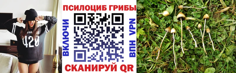 Псилоцибиновые грибы Psilocybe  где найти наркотики  Снежногорск 